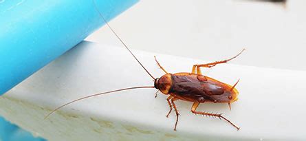 Call a pest control professional. Cockroaches | Walnut Creek Pest Control, Exterminator and ...