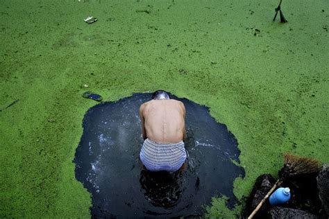 An Elderly Man Uses A Broom To Sweep Away A Burst Of Algal Bloom From