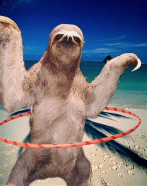 Funny Sloth Blank Template Imgflip