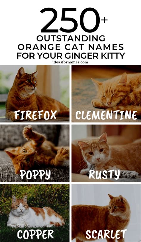 250 Outstanding Orange Cat Names Perfect For Your Ginger Kitty