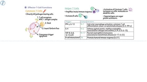Immunology Microbiology Effector Cell Functions Draw It To Know It