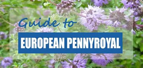 How To Grow And Plant European Pennyroyal Mentha Pulegium Pond Informer