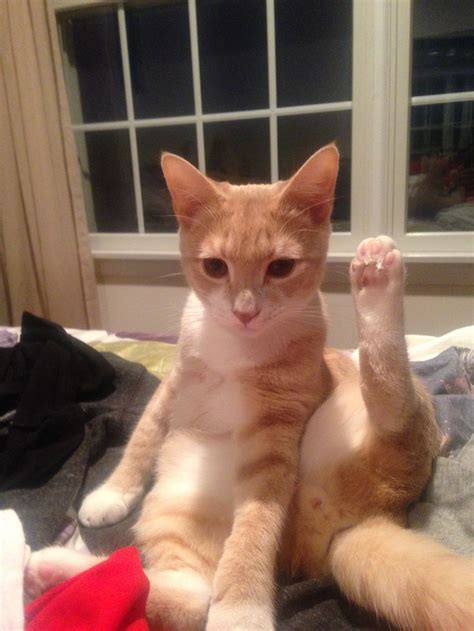 30 Of The Funniest Cat Pics Of All Time