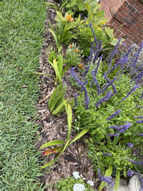 Now What My Amaryllis Has Finished Blooming And The Agapanthus Uf Ifas Extension Duval County