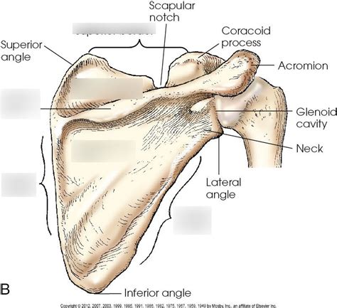 Scapula Posterior View Labeled Lineartdrawingsgirlwithbook My Xxx Hot