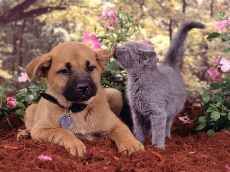 Dogs And Cats Dogs Vs Cats Wallpaper 13631892 Fanpop