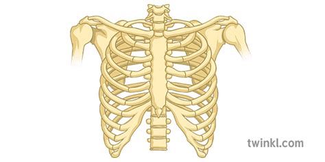 Rib Cage Bones Only Science Secondary Illustration Twinkl