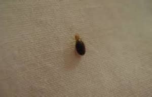Grand rapids, mi bee and wasp control. Bed Bug Exterminator Grand Rapids Unified Pest Control