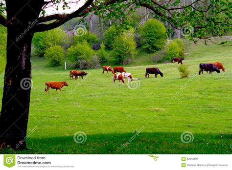 Cows Grazing On A Green Pasture Stock Image Image Of Farming Grass