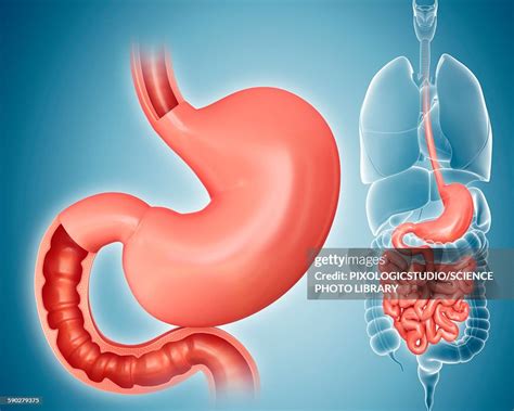 Small Intestine And Stomach Illustration High Res Vector Graphic