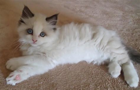 Ragdoll Kitten Seal Bicolor With Paws Crossed Floppycats