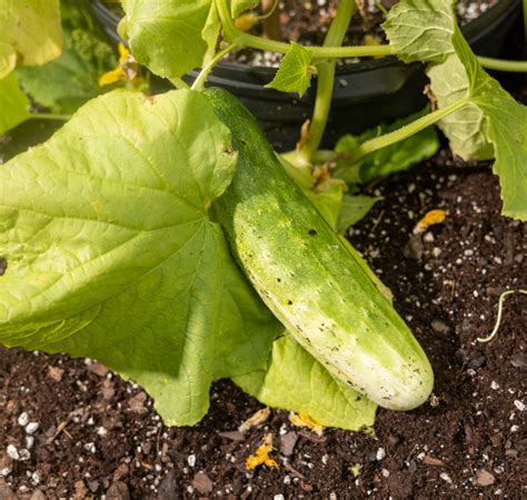Garden Sweet Burpless Hybrid Cucumber Seeds — Seeds N Such