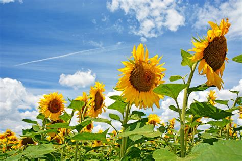 Sunflowers Michael Flickr