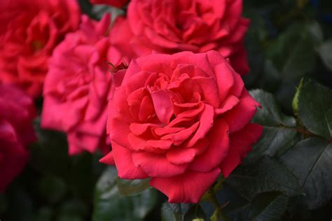 Grows well in cooler and warmer regions. Super Hero Rose (Rosa 'Super Hero') in Houston, Texas (TX ...