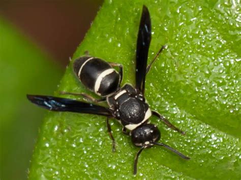 Black And White Wasp