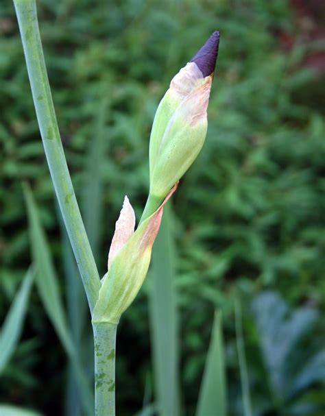 Iris Flower Bud Free Stock Photo Public Domain Pictures