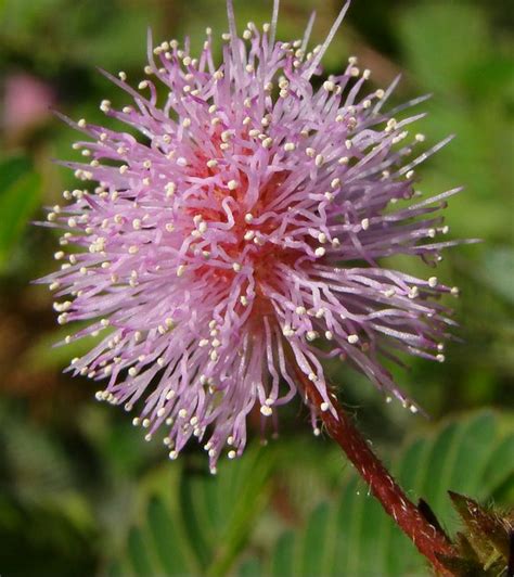 Mimosa Pudica Sensitive Plant 100 Seeds Moves When