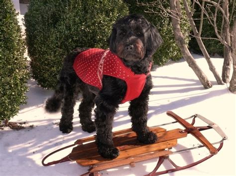 How Much Does A Portuguese Water Dog Cost 2024 Price Guide Hepper