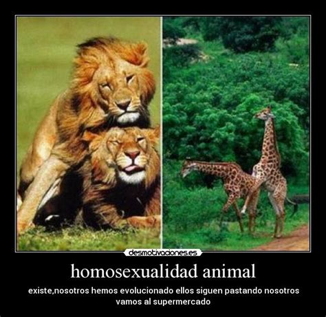 Homosexualidad Animal Desmotivaciones