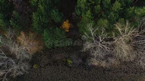 Aerial Top Down Flying Above A Stunning Colorful Treetops With Turning