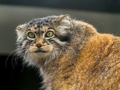 Did you know that originally it was they also share a lot of the same behaviours such as scent and urine marking, prey stalking and pouncing. In the Wild: 4 Fascinating Facts About the Pallas Cat ...