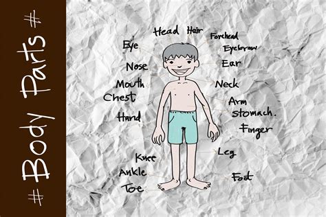 Part Of Body Vocabulary In Illustration Free Stock Photo Public