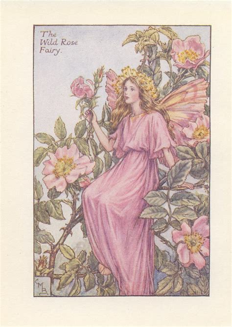 Original The Wild Rose Fairy Print Flower Fairies Of The Etsy