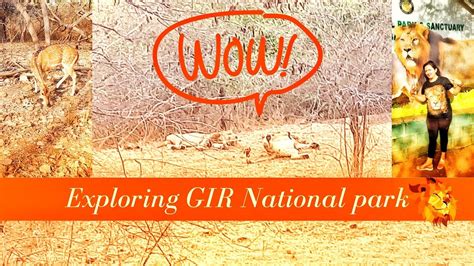 Gir National Park Safari गीर नेशनल पार्क में जंगल सफारी Sasan Gir