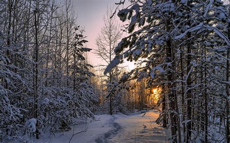 Winter Forest Thick Snow Trees Sunset Wallpaper