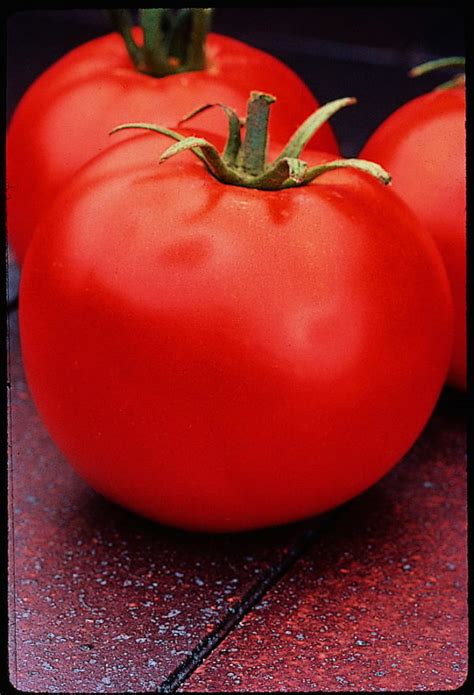 Best Tomatoes To Grow For Farmers Markets Homestead Hustle