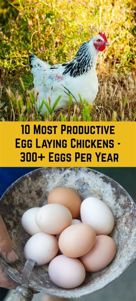 Top Best And Most Productive Egg Laying Chicken Breeds Egg Laying My