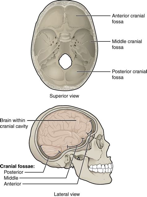 This Figure Shows The Structure Of The Cranial Fossae The Top Panel