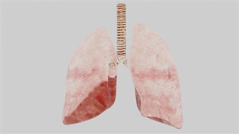 3d Model Human Lungs Fully Rigged Low Poly 2 Vr Ar Low Poly Cgtrader