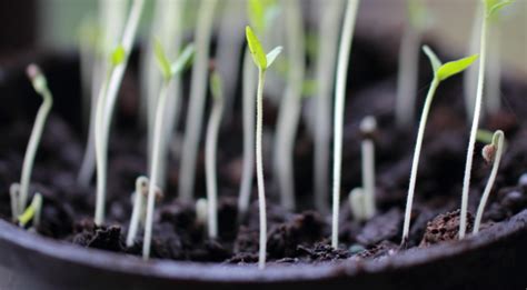 Leggy Seedlings Theseedcollection