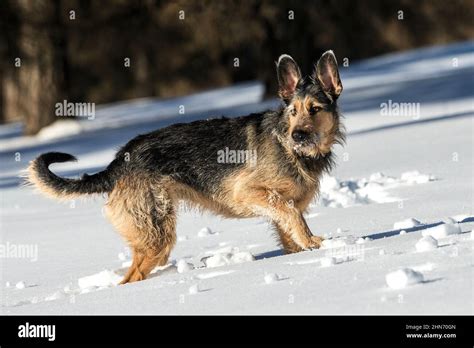 German Shepherd Running In The Snow Stock Photo Alamy