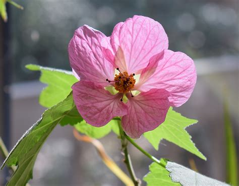 Pink Flowering Maple Container Plant Free Image Download