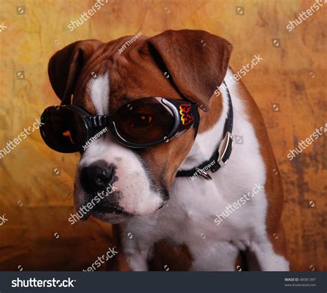 Boxer Dog Wearing Goggle Sunglasses Stock Photo 48381397 Shutterstock