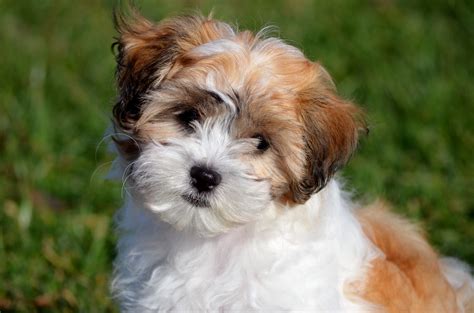 7 Facts About Shichon Teddy Bear Puppies Greenfield Puppies
