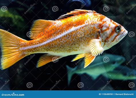 Single Canary Rockfish Fish From The Northeast Region Of Pacific