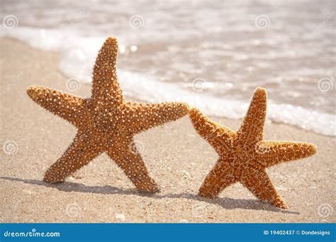 Two Starfish On The Beach Royalty Free Stock Photography Image 19402437