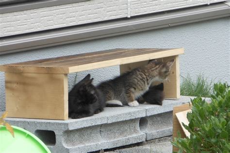 Hokkaido Kudasai Seven Baby Cats