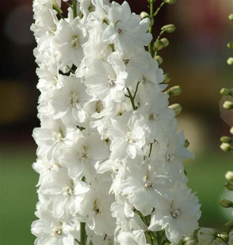 Delphinium Guardian White Candle Larkspur