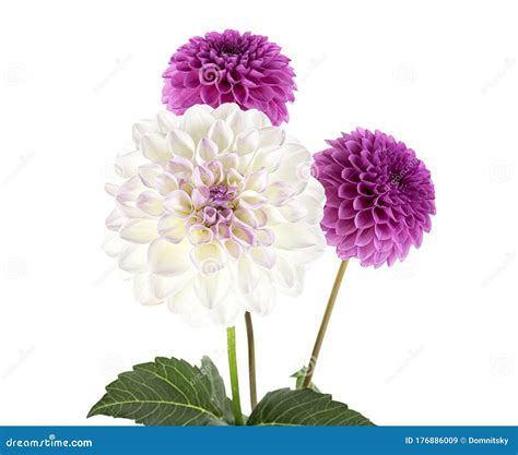 Colorful Dahlia Flowers With Leaves Isolated On White Background Stock