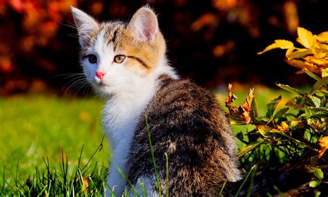 Maybe you would like to learn more about one of these? 49+ Beautiful Cute Wallpapers on WallpaperSafari