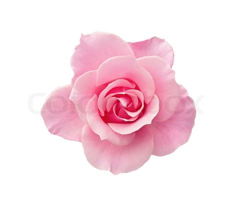 Beautiful Pink Rose Isolated On White Background Stock Photo Colourbox