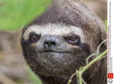 International Sloth Day 21 Things You Never Knew About Worlds