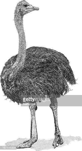 Ostrich Legs High Res Illustrations Getty Images