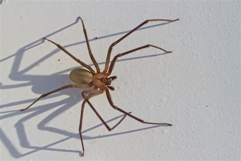 Closeup Of A Large Brown Recluse Spider Casting A Long Shadow