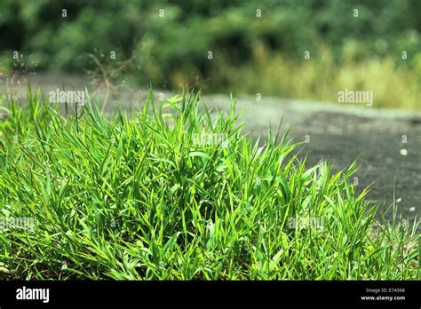 Green Grass Field On Rock Stock Photo Alamy