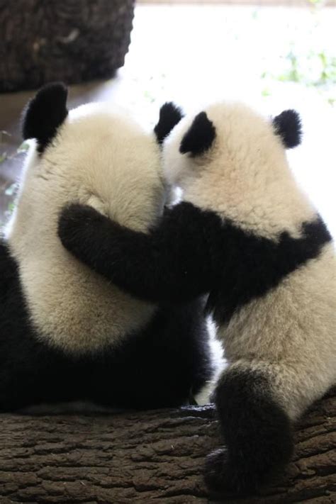 Pandas Baby Baby Panda Bears Animals And Pets Panda Hug Giant Panda